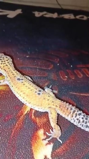 LOOK AT THIS PATTERN 🔥 Leopard Gecko Beauty 🦎