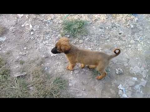 Brown Stray pup eating chips and Crow/Cute pup playing with kids/Rottweiler barks on pup/Deja Wu usa