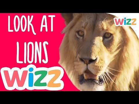 Lions For Kids