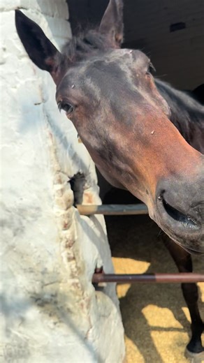 Common Eye Problems in Horses and Their Solutions