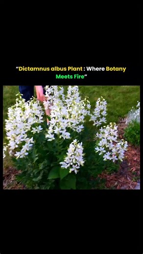 The Curious Core on Instagram: "Discover the incredible Dictamnus albus, also known as the gas plant—a perennial famous for its ability to release highly volatile oils that can ignite in a quick flash of flame. 🔥 In warm, still air, these natural vapors hover around the plant, allowing a small flame to ignite them without harming the plant itself. This rare phenomenon showcases the surprising chemistry hidden in the plant world. Beyond this fiery trick, Dictamnus albus is a beautiful perennial 