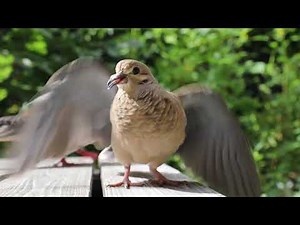 Baby Mourning Dove close up