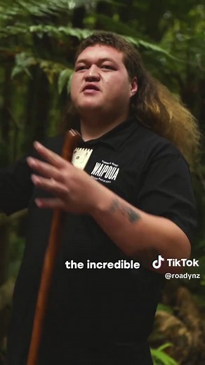 Explore the Sacred Waipoua Forest in Northland, NZ