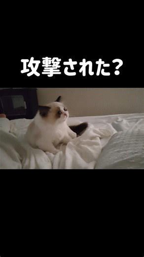 最後何かに倒された🔫 #shorts #猫 #子猫 #ラグドール #甘えん坊猫 #猫のいる暮らし