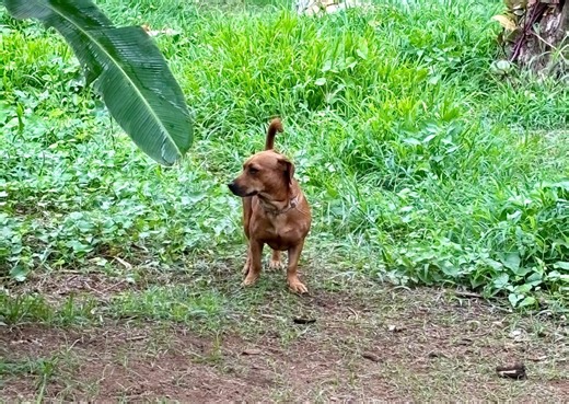 Oahu SPCA seeks donations as flooding impacts shelter