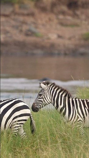 Masai Mara's Plains Zebras