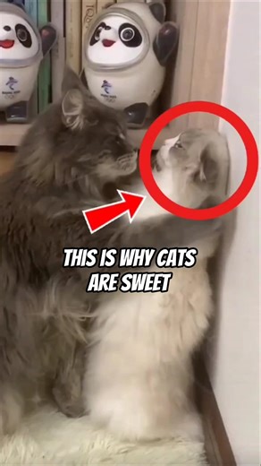 This Is Why Cats Suddenly Become Sweet With Each Other… 😳🐱#CatBehavior #CatFacts #shorts