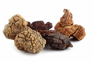 Fossilized dinosaur poop reveals their dietary secrets