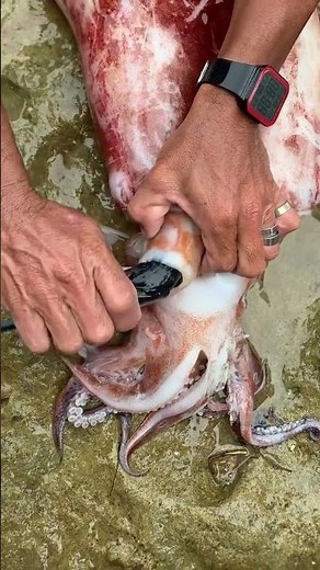 Squid eaten by fish😱 #Amizing