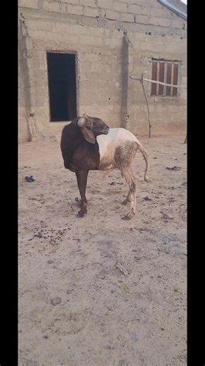 Quality Rams Available 🐏✨ Available as seen ✅ Well-fed, healthy, handled with top care — excellence you can see at first glance. Reach out today and secure the quality your farm deserves. 📞 08119804975 #farmlife #farming #livestock #agriculture #farm #viral #forYou #cowboylife #homesteading #countryliving | Aat Integrated Farm