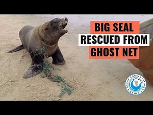 Seal Bull rescued from GHOST NET