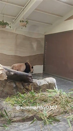 푸바오동생 후이루이 진짜 많이 컷지요💕💕🐼🐼#푸바오 #푸바오실시간 #panda #福宝 #fubao #판다 #팬더 #아이바오 #러바오 #shorts