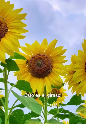 #fyp #plants #tiktok | plants