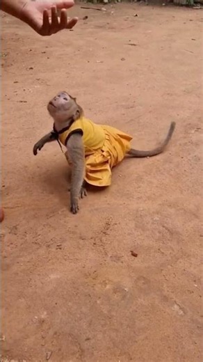 Little Shally Enjoys Playing with Mommy #animal #monkey #shally #funny #yaya #babymonkey