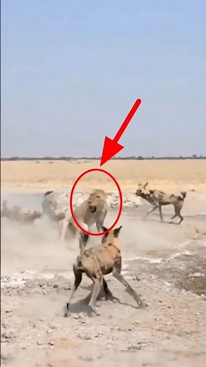 Why Wild Dog Attack Animals By info fact News