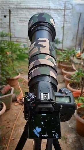 Nikon D7500 with 200-500 mm lens | Amazing moments from Backyard Bird Photography #nikond7500 #bird