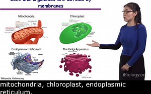 通道蛋白（颜宁）ibiololgy