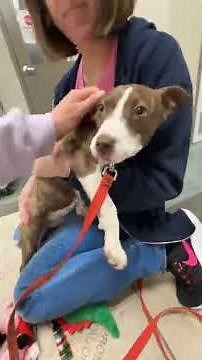 Caribou - super sweet snuggly little baby girl! #adoptapuppy