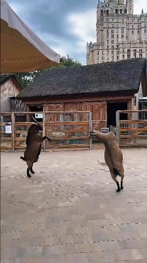 Epic Goat Fight: Who Will Win?