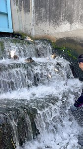 371K views · 3K reactions | Fish come out from the water dam gate | Ran Olivares | Facebook