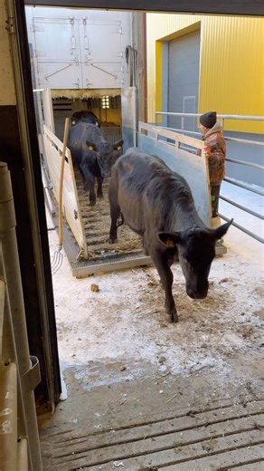 #beefproduction #blackangus #cow #breeding #heifers #agriculture #agro #beef #mollar #hayvancılık