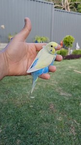 sky blue clearwing...🩵 | Jilanibirds