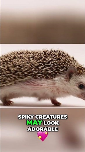 10 Astonishing Hedgehog Facts You Won't Believe! #shorts
