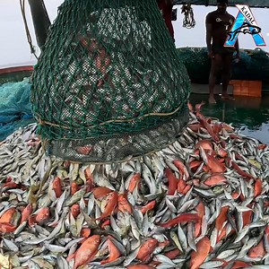 Trawl Fishing in Trawl Net boat | Net Fishing in The Sea | Kadal #fishing #NetFishing #crab #videos #eel #crab | KADAL