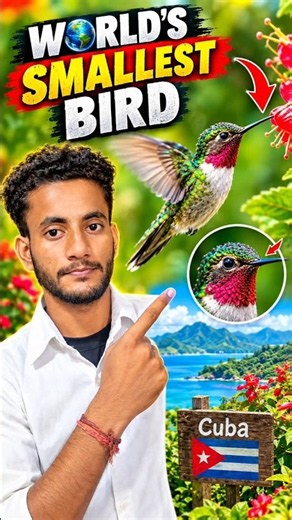 🌎 World’s Smallest Bird Bee Hummingbird | Cuba #facts #knowledge #youtubeshorts #birdsoftheworld