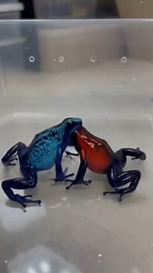 When the Blue Dart Frog encounters the Strawberry Dart Frog, their specialized skin defenses trigger a unique biological fusion. #BlueDartFrog #StrawberryDartFrog #MicroBiology ⚙️ AI-generated dramatization — No real insects or creatures are involved in these visuals. | Insects Zone