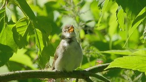 Bird singing in a tree - Free Stock Video