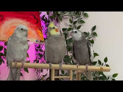 3 BirBs on a perch 🐦 🐦🐦 | 12 Hours of Calm Screensaver for Sleep & Relaxation