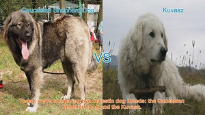 Caucasian Shepherd Dog vs. Kuvasz: A Comparative Guide