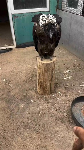 Eagle huyu ndege leo kanishangaza bhana, 🙌🙆‍♀️😳😳 #Eagles #fyp #fblifestyle #viral #wildlife | Ollachuga OG