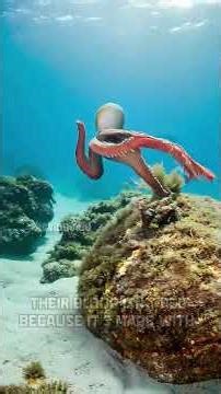 The Ocean’s Alien: Blue Blood, Three Hearts