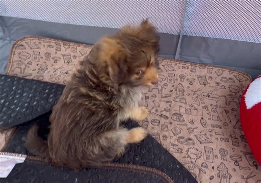 Poma-Poo - Pomapoo puppy for sale