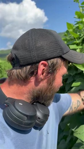 15K views · 631 reactions |  String bean picking isn’t just farm...