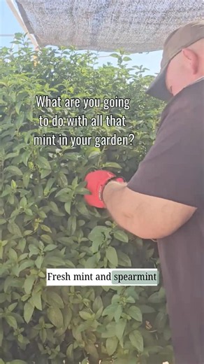 What are you gonna do with all that mint in your garden? 🌿