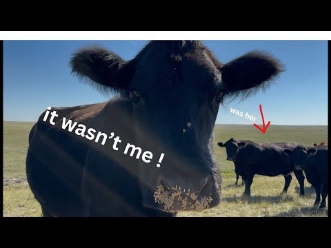 how i call the cows [cow calling 101]