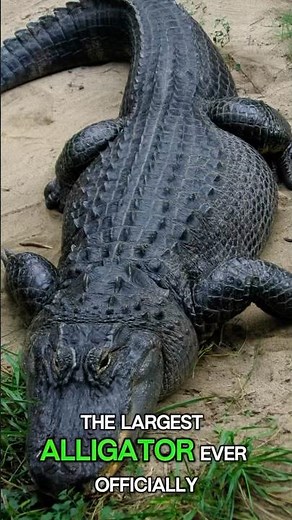 🐊 The Biggest Alligator Ever Recorded 😮