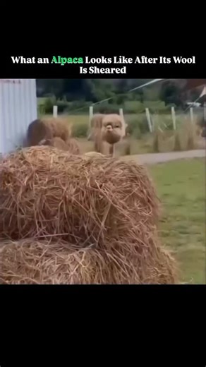 @nbalance.io on Instagram: "An alpaca after its wool is sheared looks almost like a completely different animal, with a much slimmer and more defined silhouette revealing its long neck, delicate legs, and gentle posture that were once hidden beneath a thick, fluffy coat. Its face often appears more expressive, with big curious eyes and soft features standing out now that the excess wool is gone, and the contrast between the freshly shorn body and the still-fuzzy head or legs can be both amusing