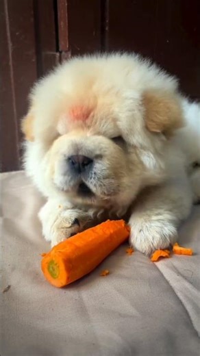 dog funny video #goldenretriever #trending #reelsinstagram #reel #dog #shorts #shortvideo #funny