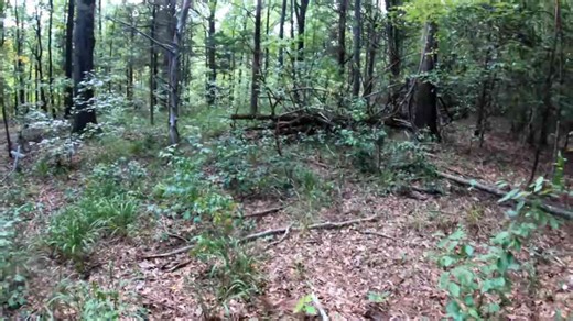 24 slave graves found hidden in the woods