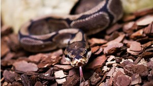 Noch mal Glück gehabt: Imam in Indonesien überlebt Python-Attacke