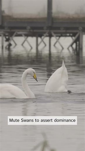 The Whooper Swan by Rebecca Gibson