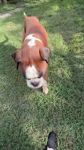 Never, never, never give up. That is a philosophy we live by. Unless and until there is nothing more we can do, we don’t give up. Because animals deserve so much more. Clifford spent the night in the ICU and is back in his foster home. It was not the news we hoped for. Clifford has a large mass towards the back of his brain. He received IV Prednisone as will as an anti seizure medication. He is now taking the very same medications orally at his foster home. He greeted his foster mom with lots of