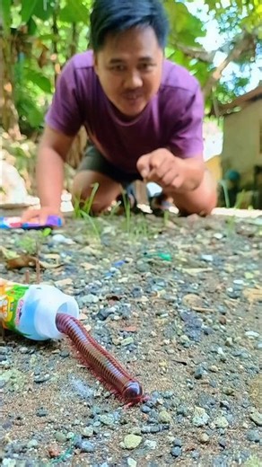 This centipede is shy but willing, but after leaving, it comes back again #shorts #shortsvideo