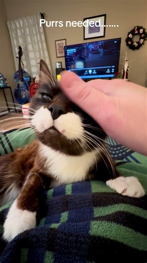 Purrs needed! #charliechaptwc #catsoftiktok #cutebaby #instagood #cats | Cats of TikTok