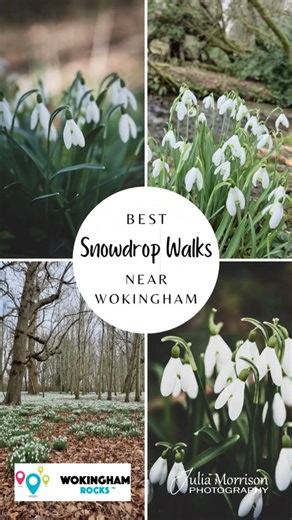 Julia Morrison Photography Berkshire 📸 Headshots Branding Family on Instagram: "❄️Best Snowdrop Walks Near Wokingham in collab with @wokinghamrocks ❄️ It might have been raining alot recently, but the beautiful blankets of snowdrops are coming out of bud in our area. Here are the best places to view them: 🤍Ambarrow Court, Wokingham Rd, Sandhurst (nearest postcode GU47 8JB) Probably the best display of snowdrops near Wokingham, there's a beautiful carpet of snowdrops in the woods of this former