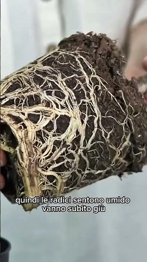Quando rinvasare una pianta: l’errore che fanno in tanti!